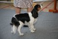 2015_04_18_297 Pretty Pearl Canis Satelles